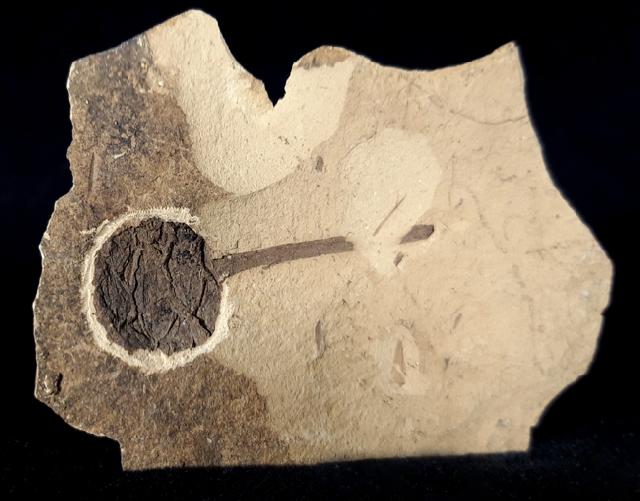 Metasequoia occidentalis CHANEY 1951 - Bild © FossNet FossilienStore